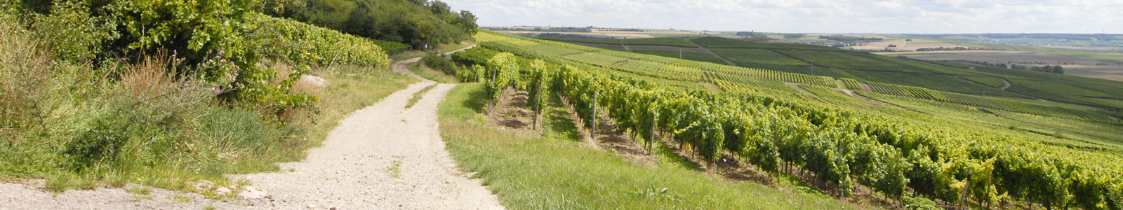 Feldweg umgeben von Weinbergen ©DLR